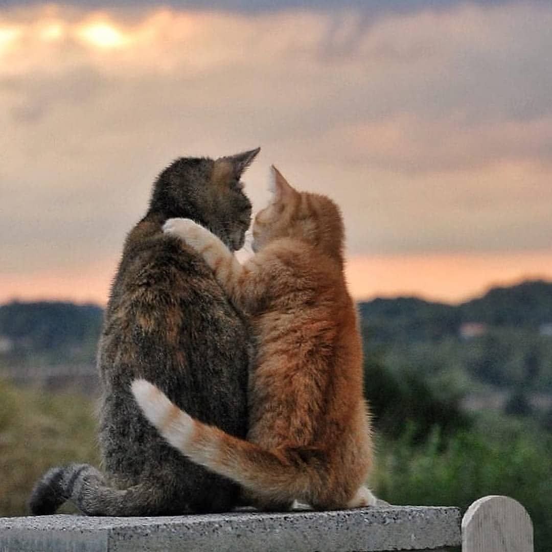 Влюбленные котики