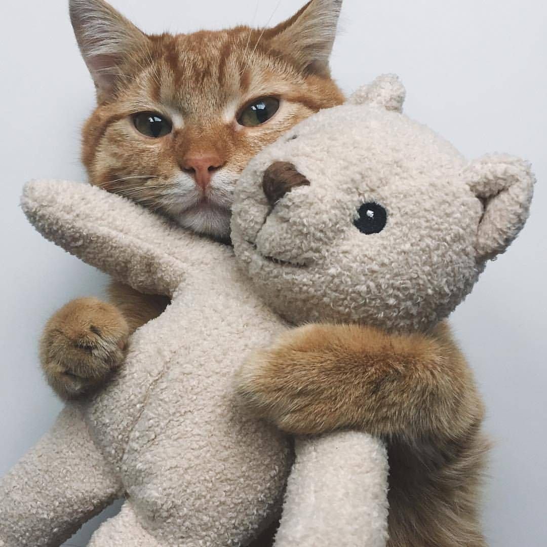 Котик обнимашка