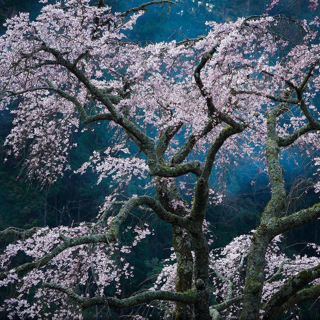 National Geographic Япония