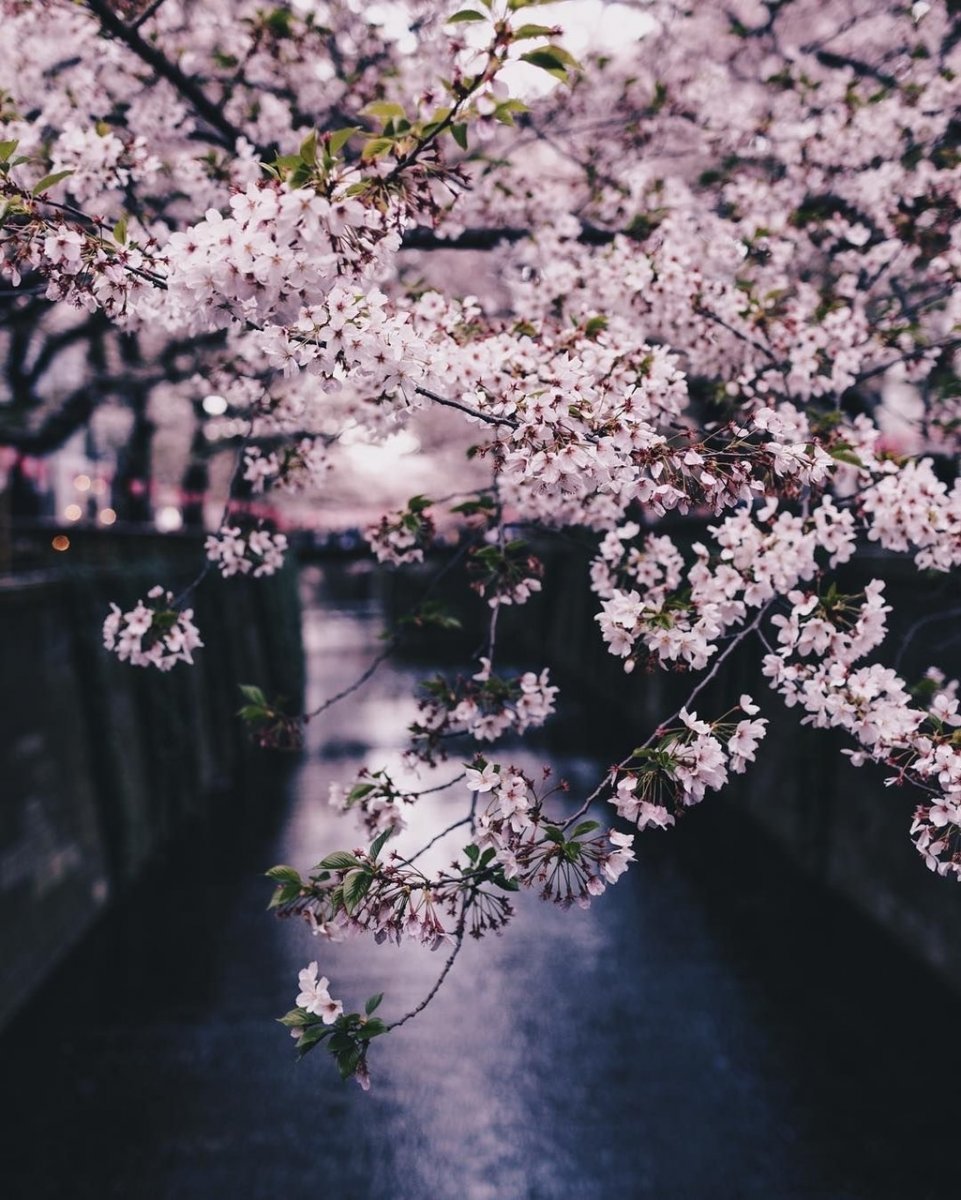 Япония Эстетика Сакура