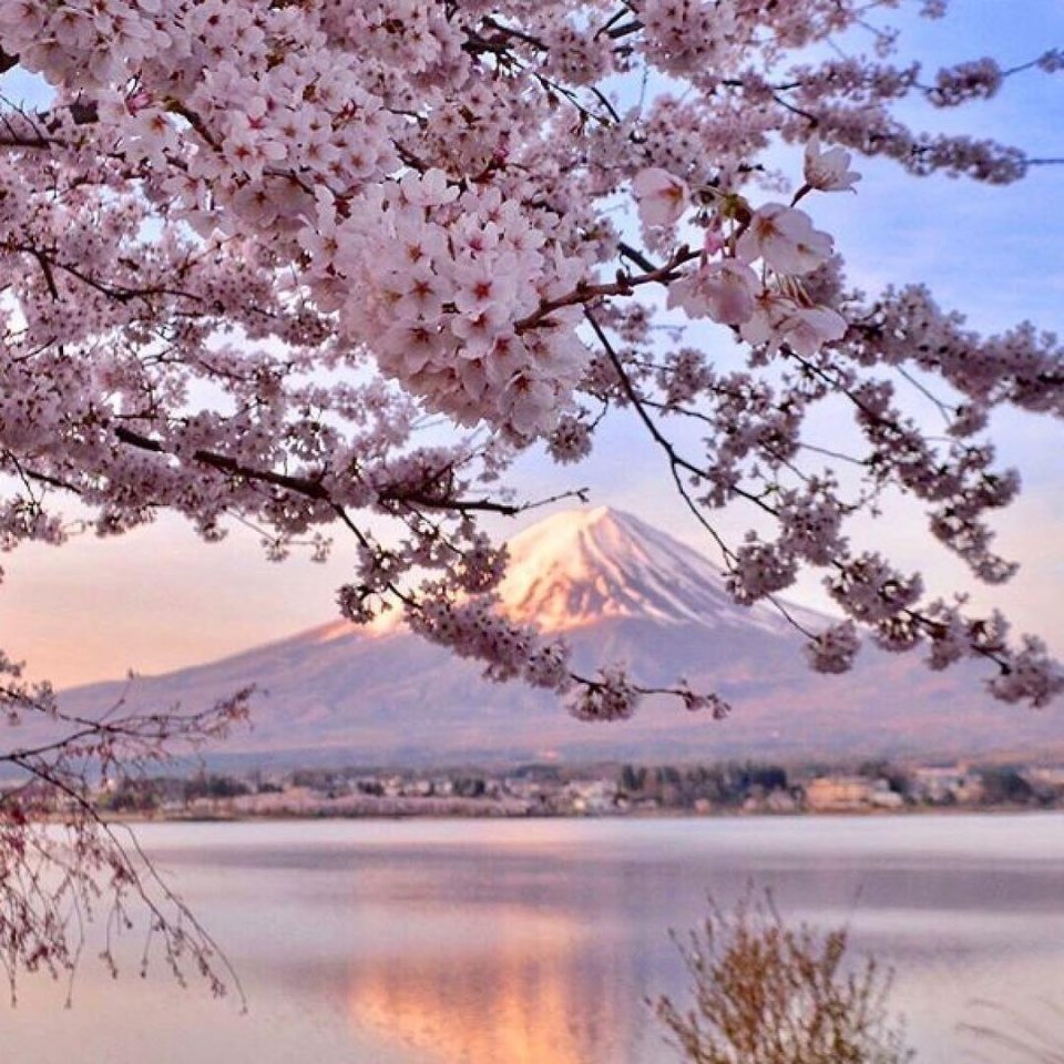 Цветение Сакуры Фудзияма