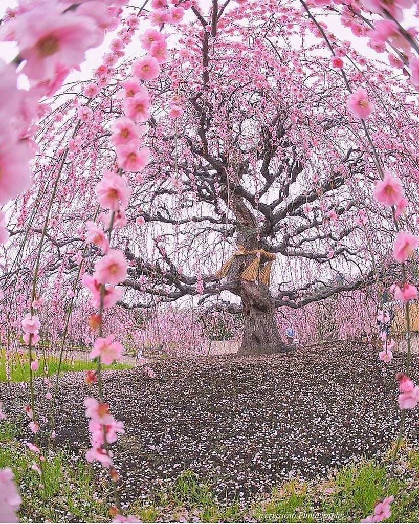 Вишня мелкопильчатая Сакура