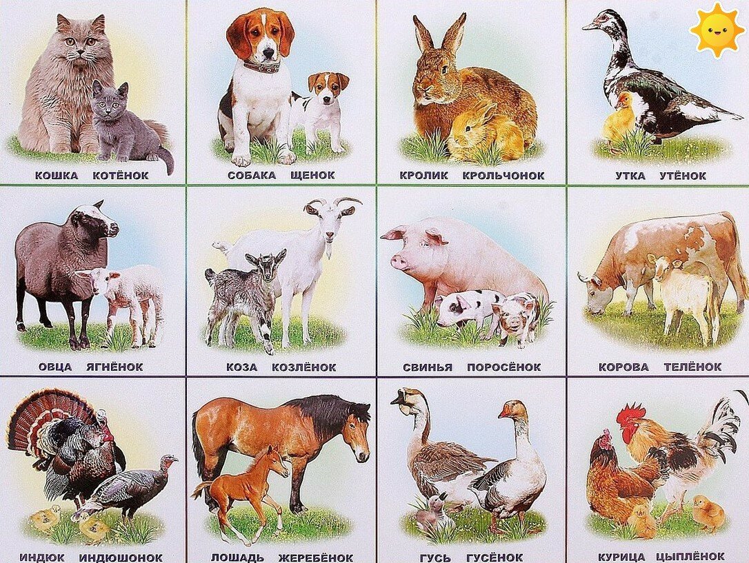 Домашние животные для детей