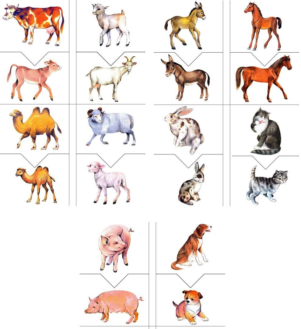 Детеныши домашних животных