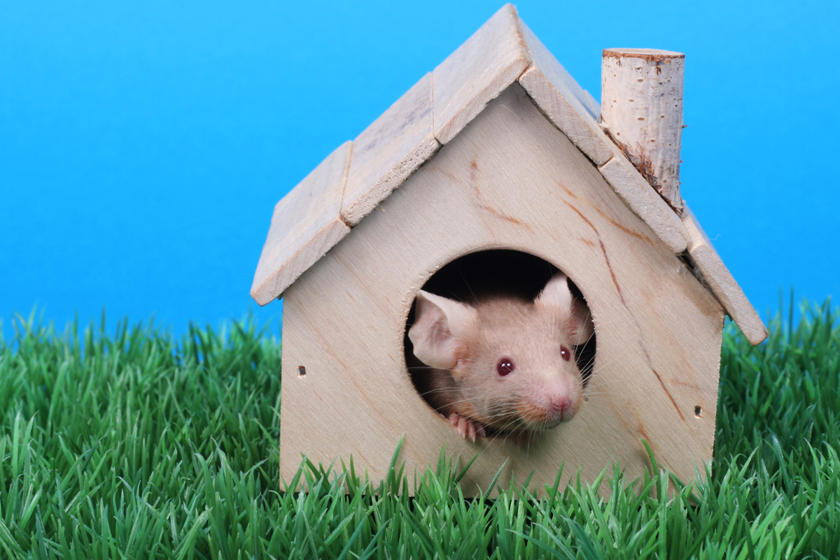 Домик мышки