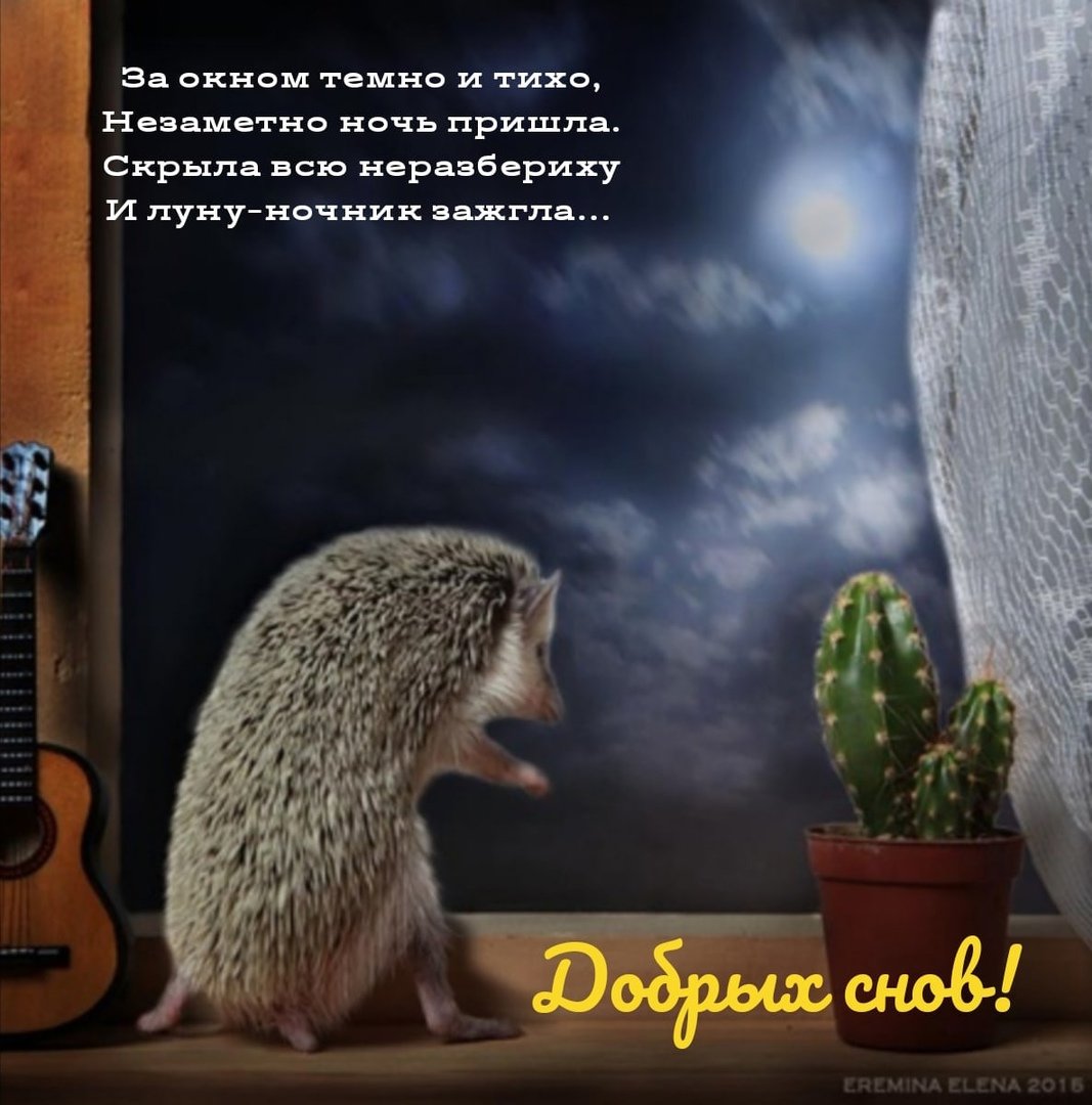 Ежик вечером