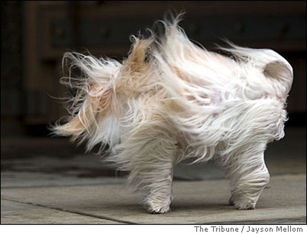 Сильный ветер кот