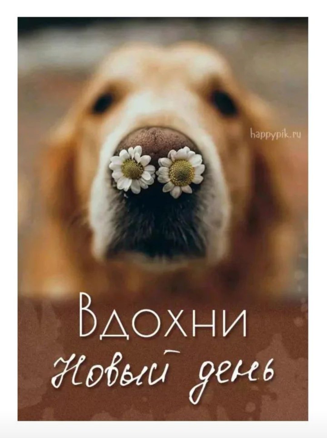 Happypik доброе утро