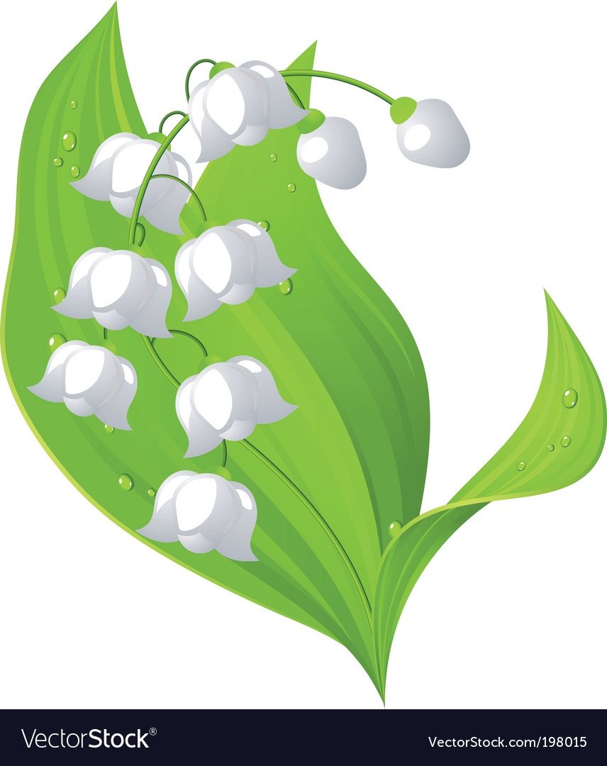 Ландыш для детей на прозрачном фоне