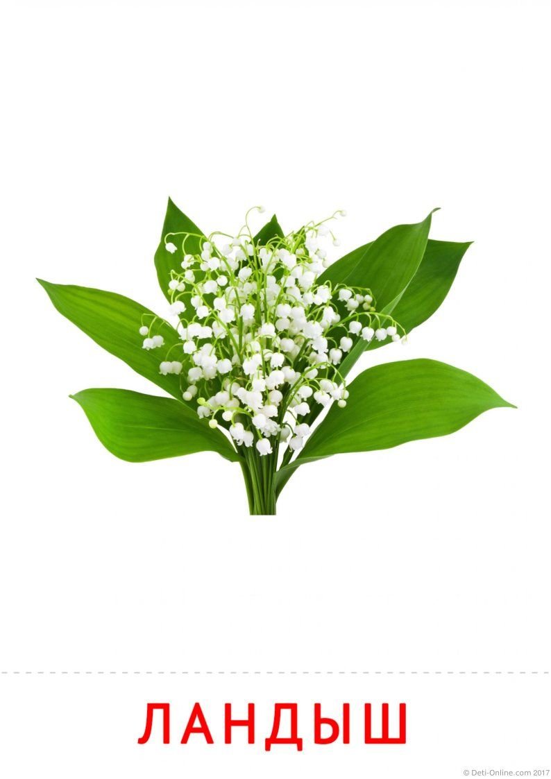 Ландыш для детей