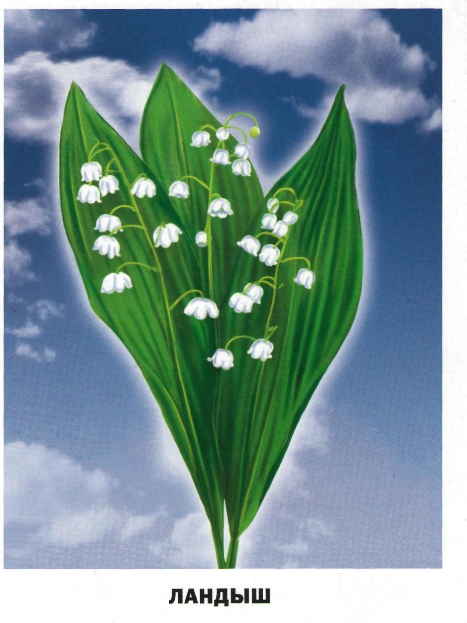 Ландыш маленький рисунок