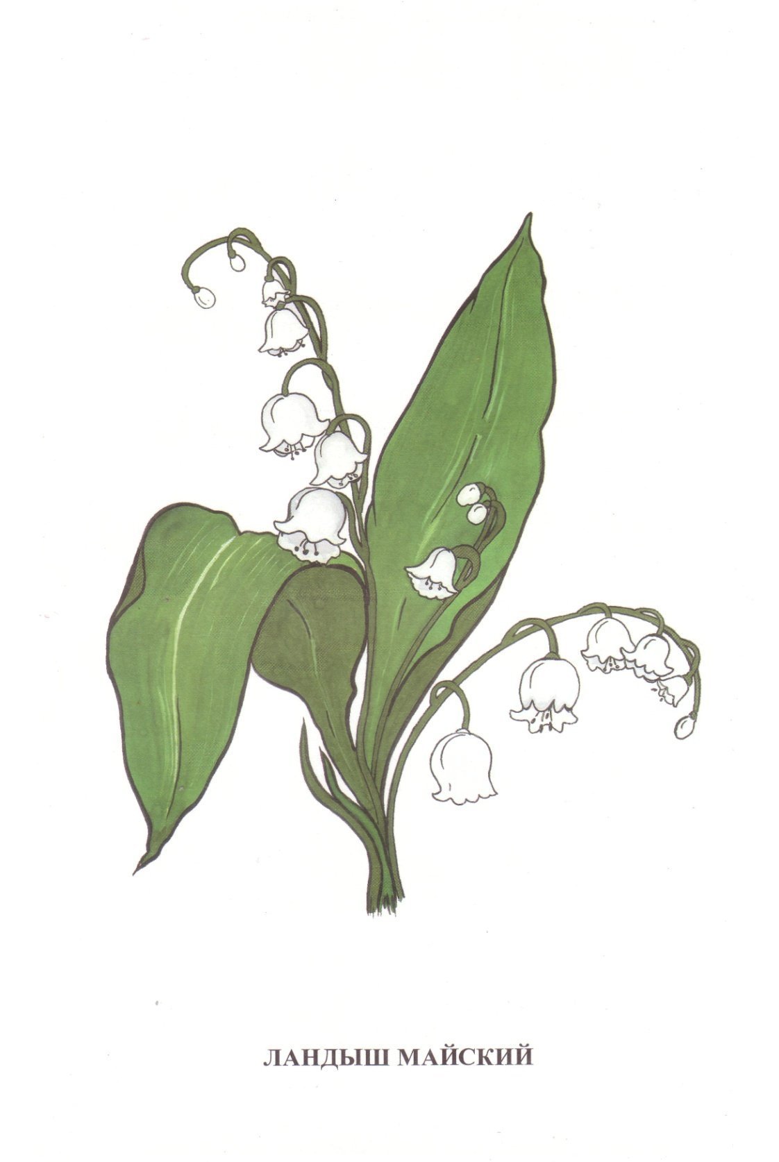 Ландыши Ботаническая акварель