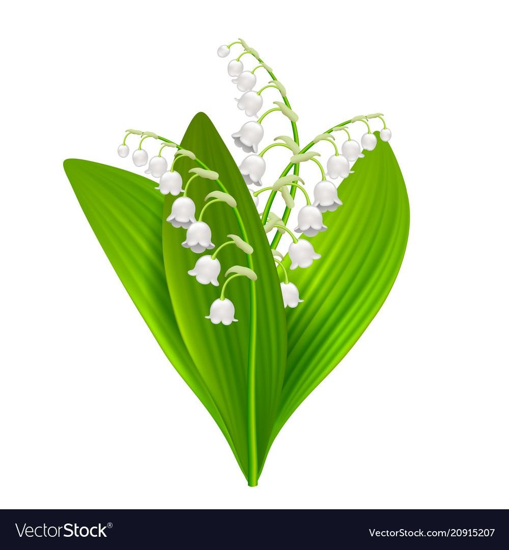 Ландыш на белом фоне