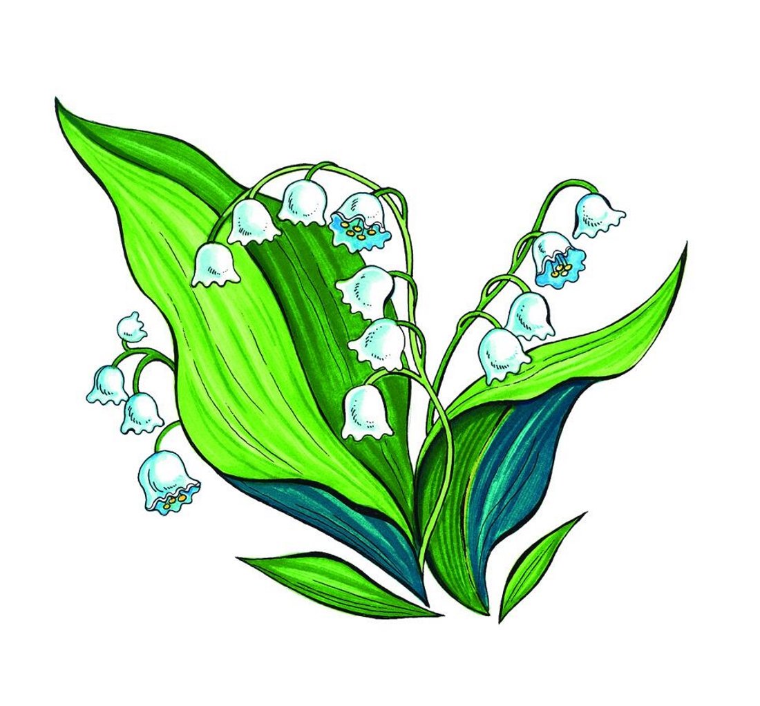 Ягоды ландыша на белом фоне