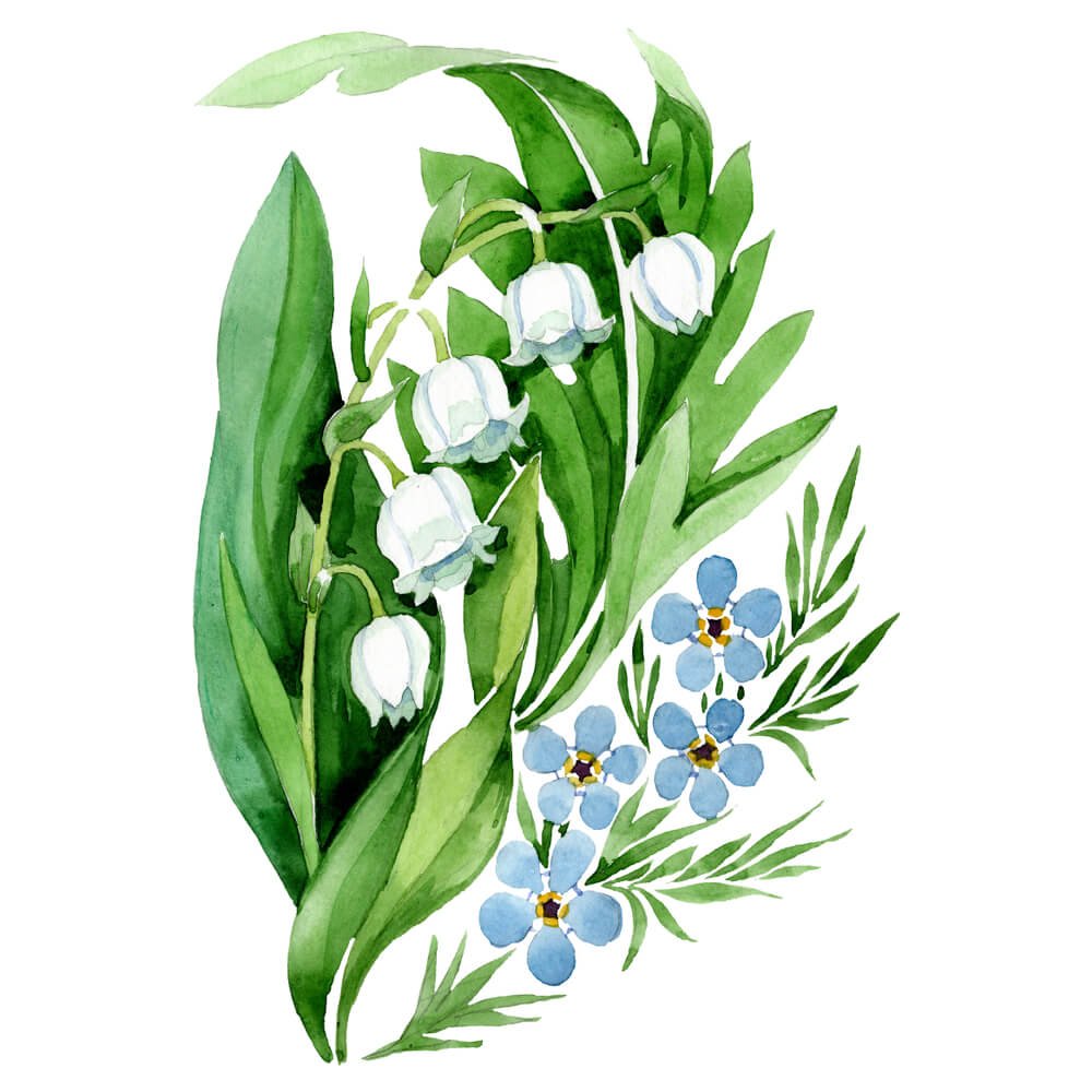 Convallaria Clipart illustration