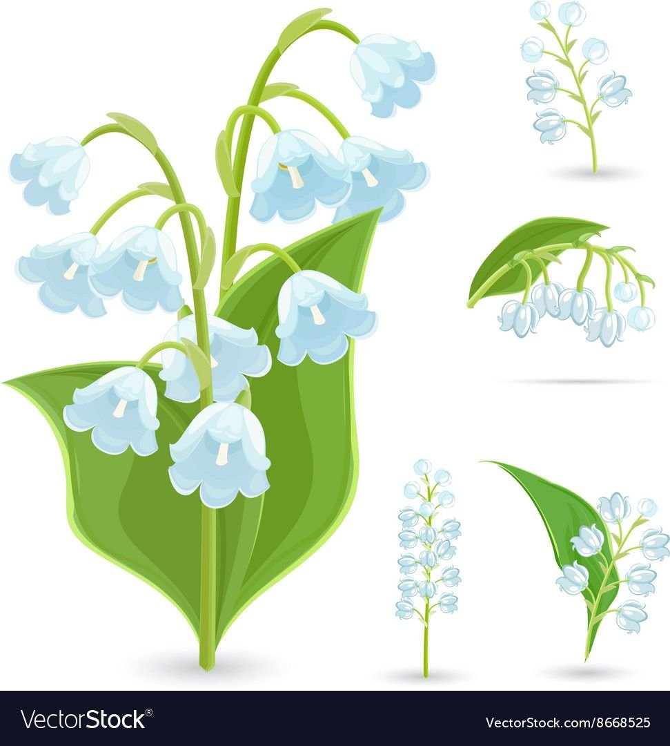 Ландыш рисунок