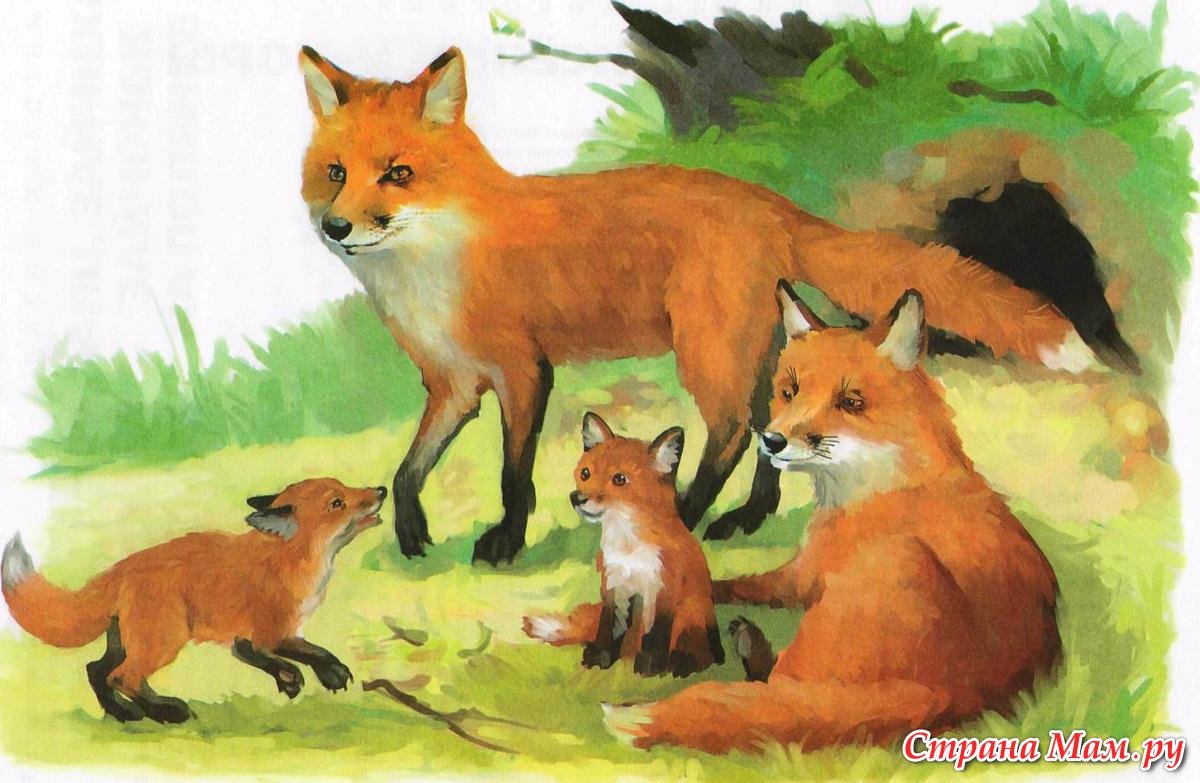 Дикие животные мультяшные