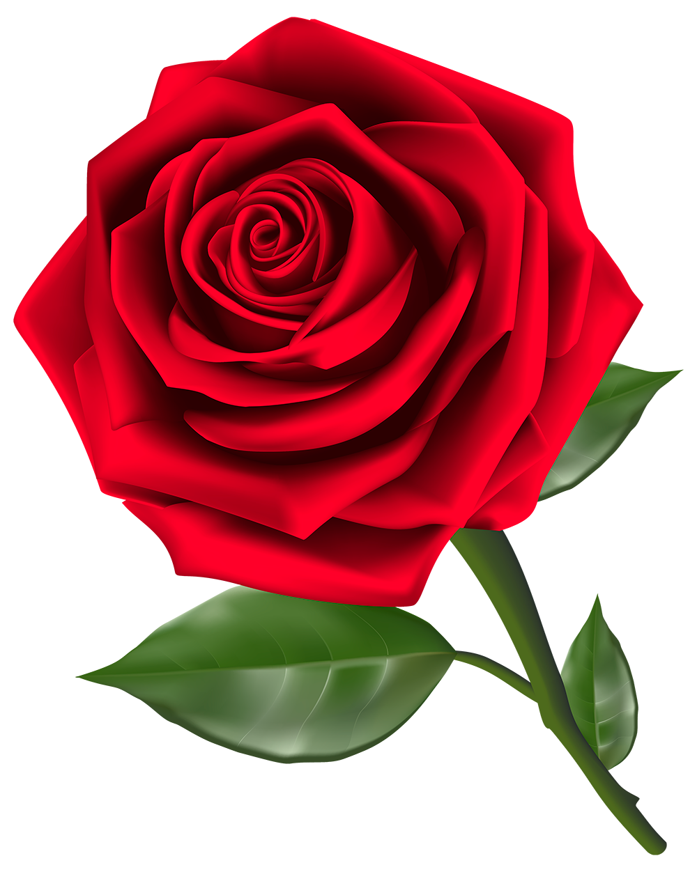 Красные розы