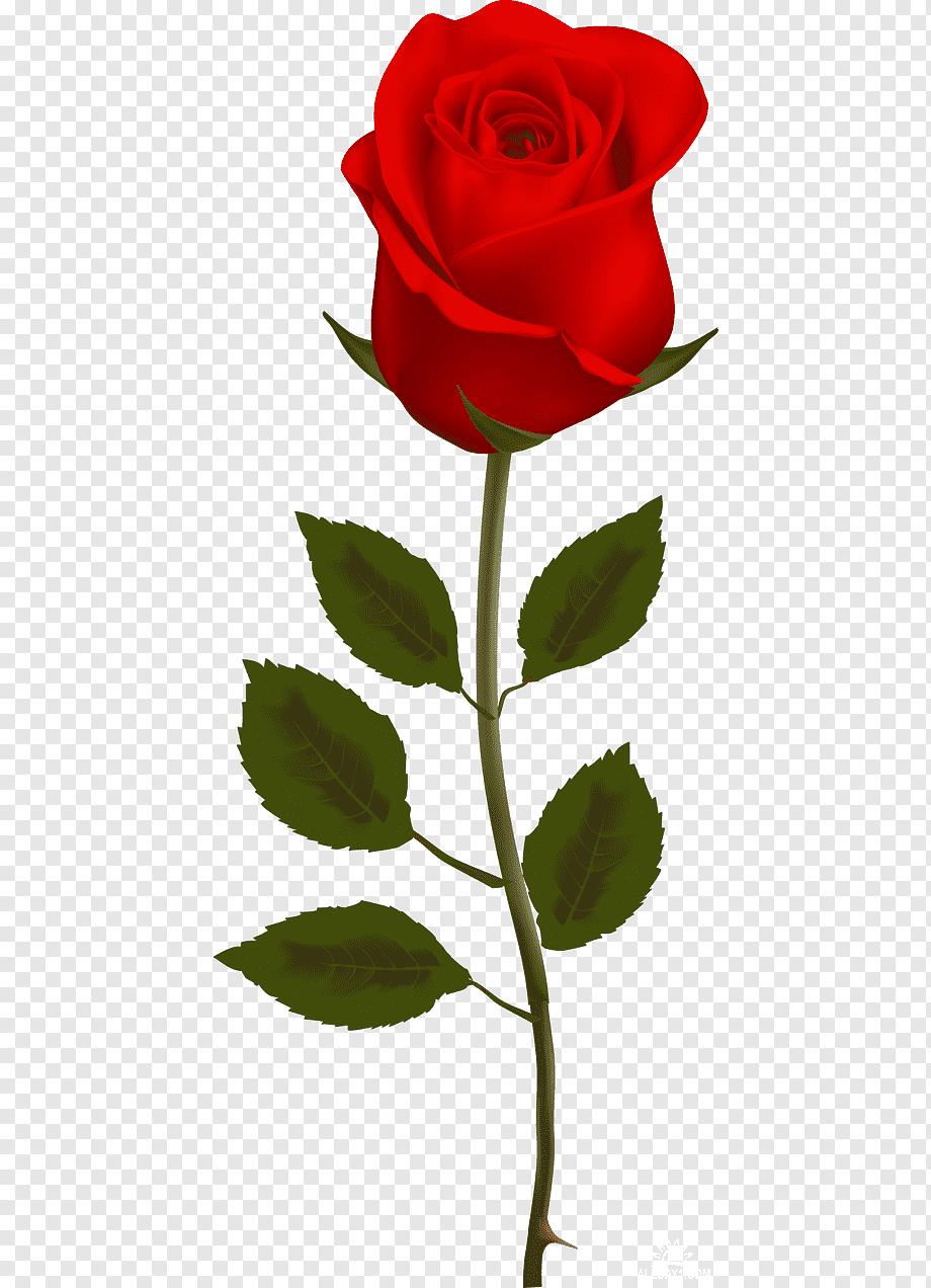 Цветы на прозрачном фоне