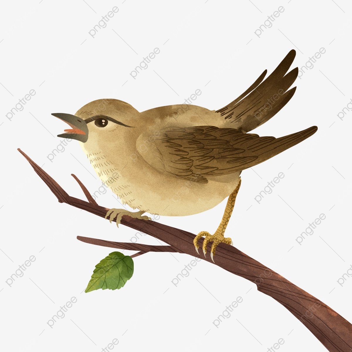 Соловей без фона