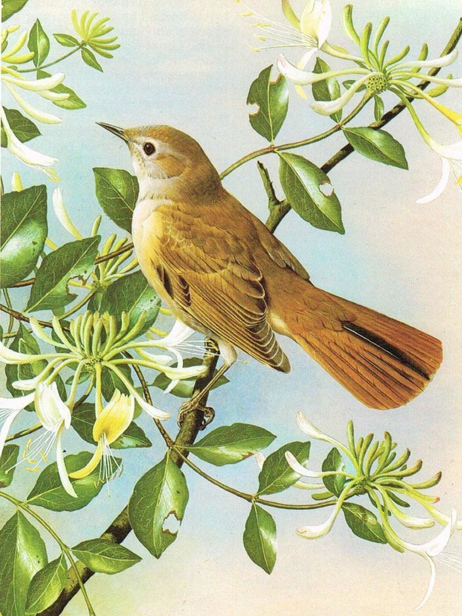 Соловей эмблема