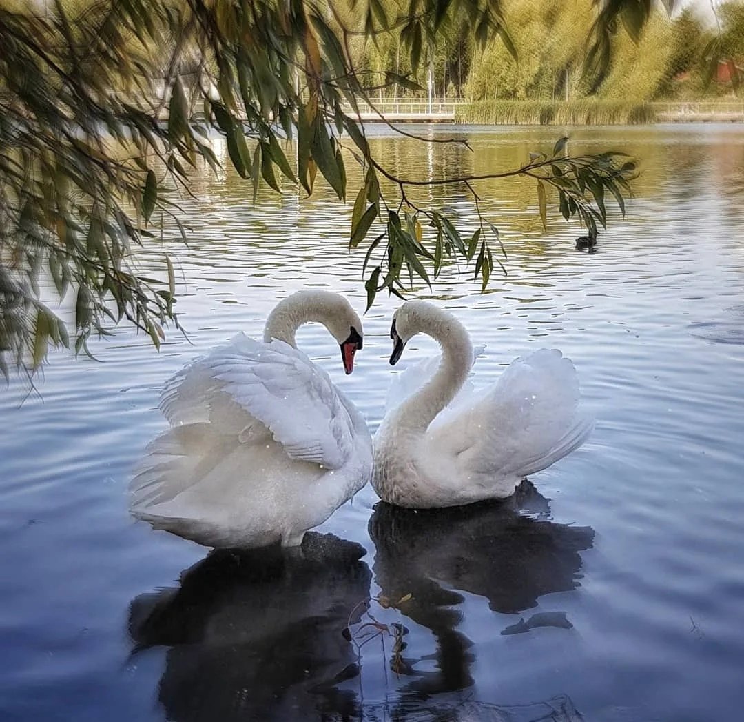 Любовь и лебеди