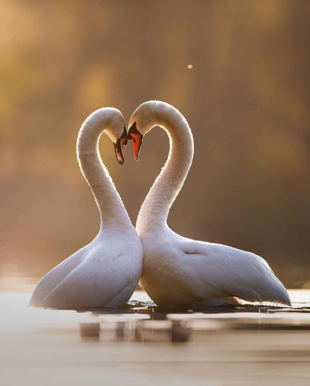 Любовь и нежность у птиц