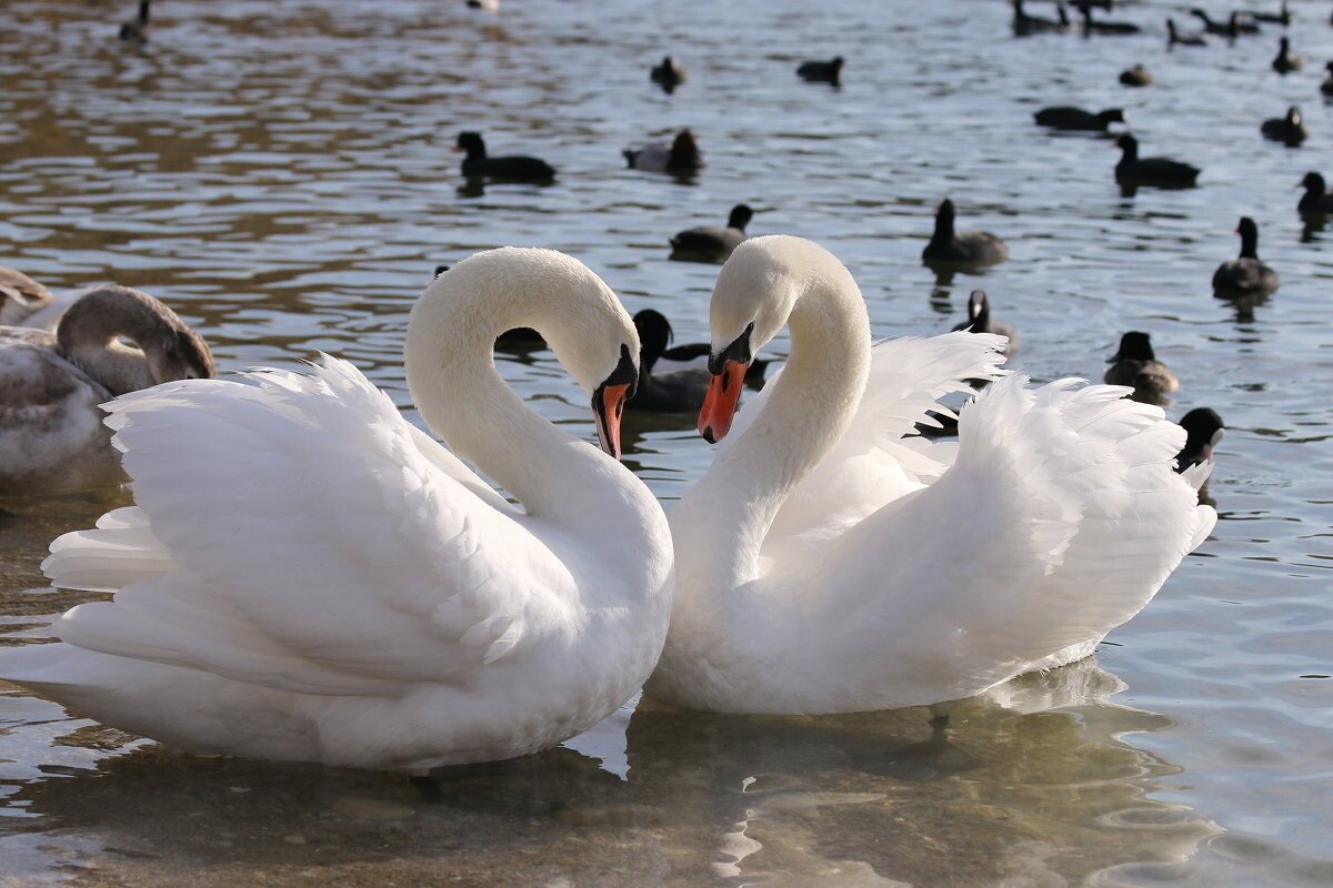 Пара лебедей