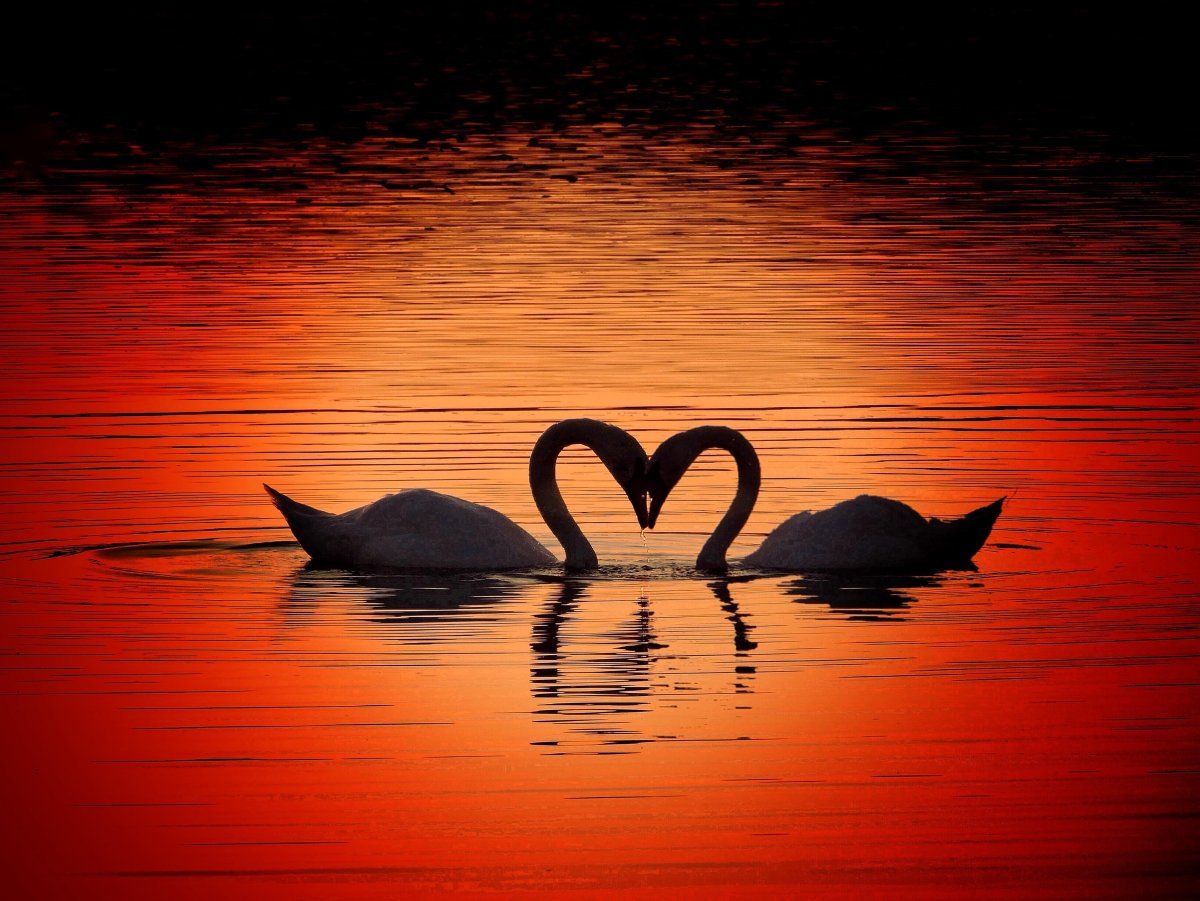 Пара лебедей