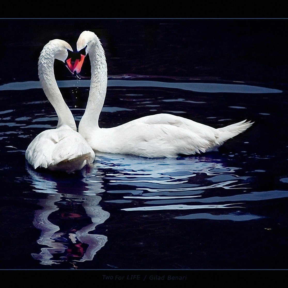 Любовь и лебеди