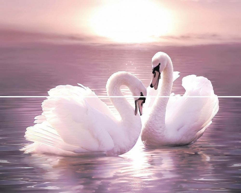 Два лебедя сердце