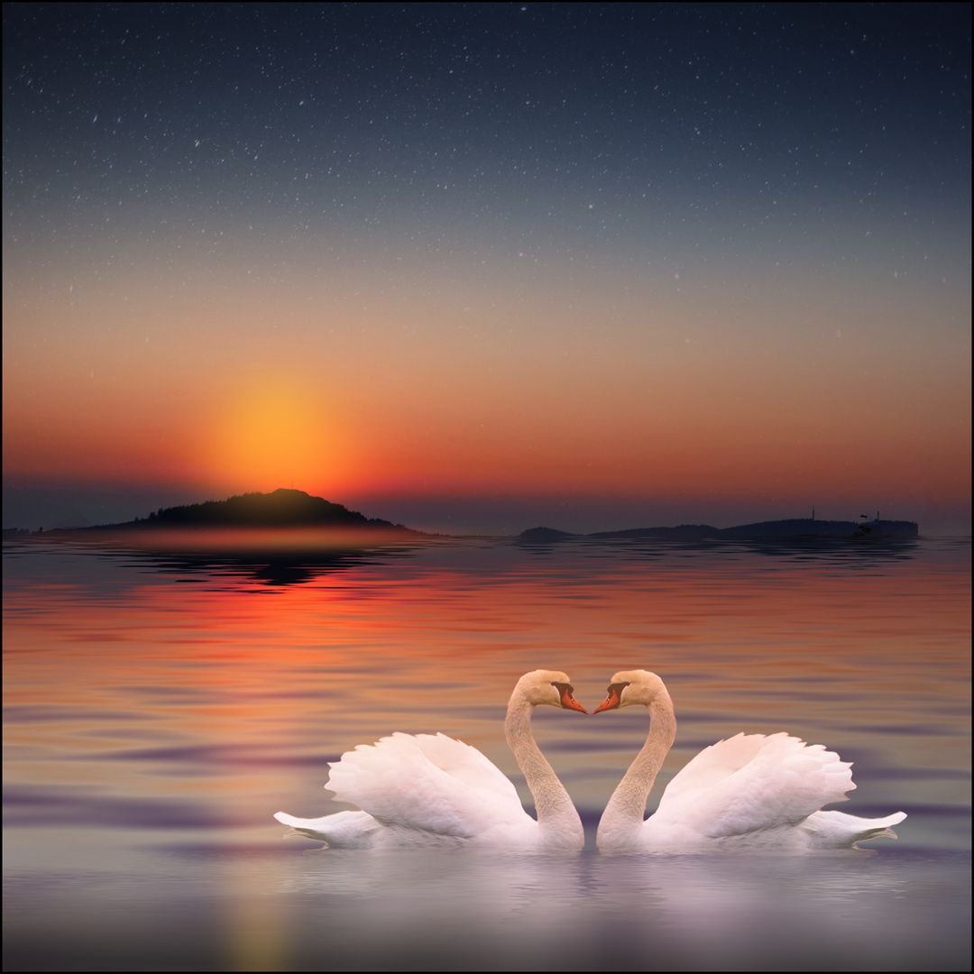 Два лебедя любовь