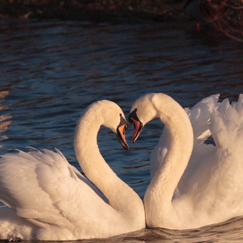 Верность лебедей
