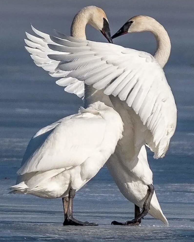 Пара лебедей