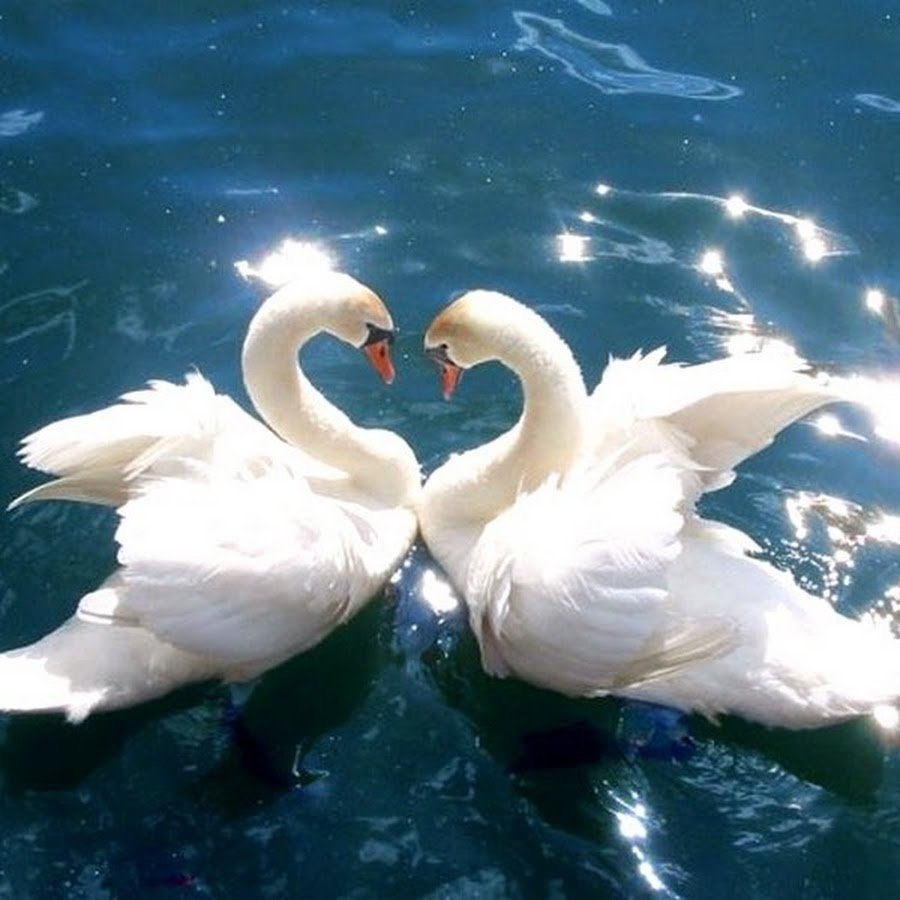 Любовь и лебеди