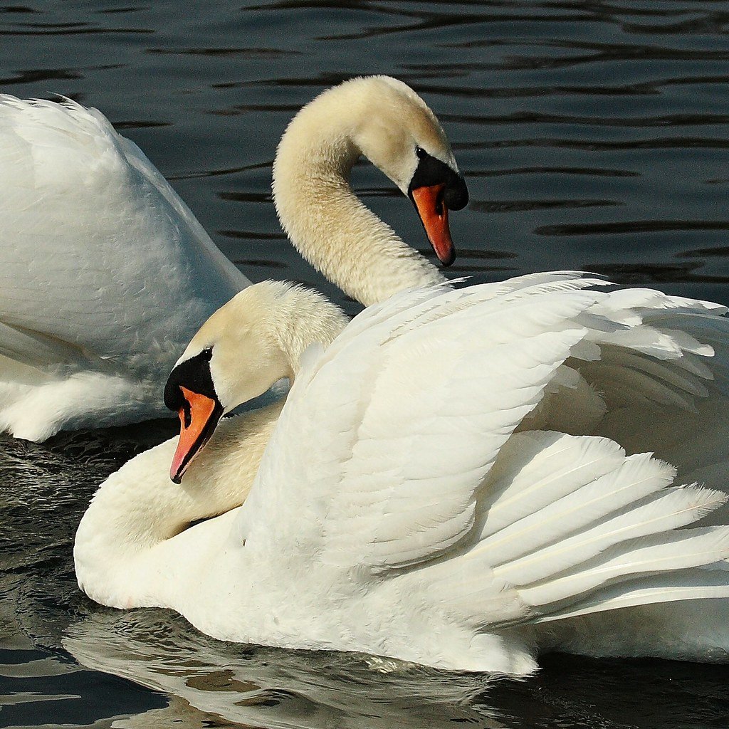 Влюбленные лебеди