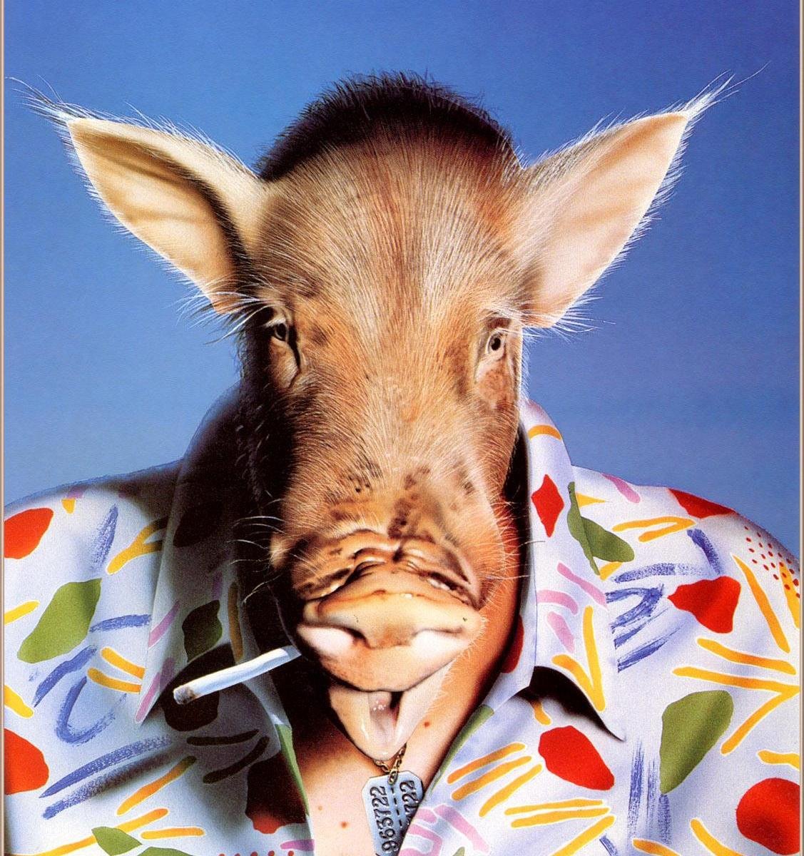 Кабан смешной