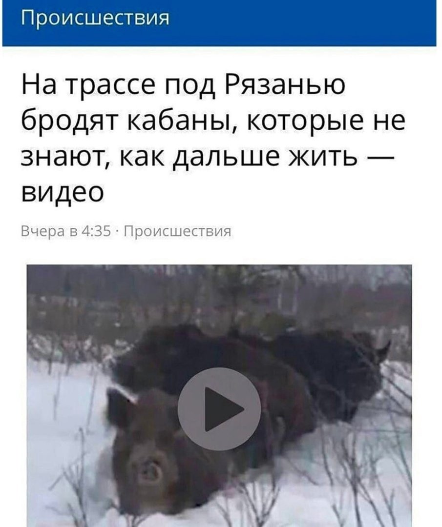 Дикие кабаны в Италии