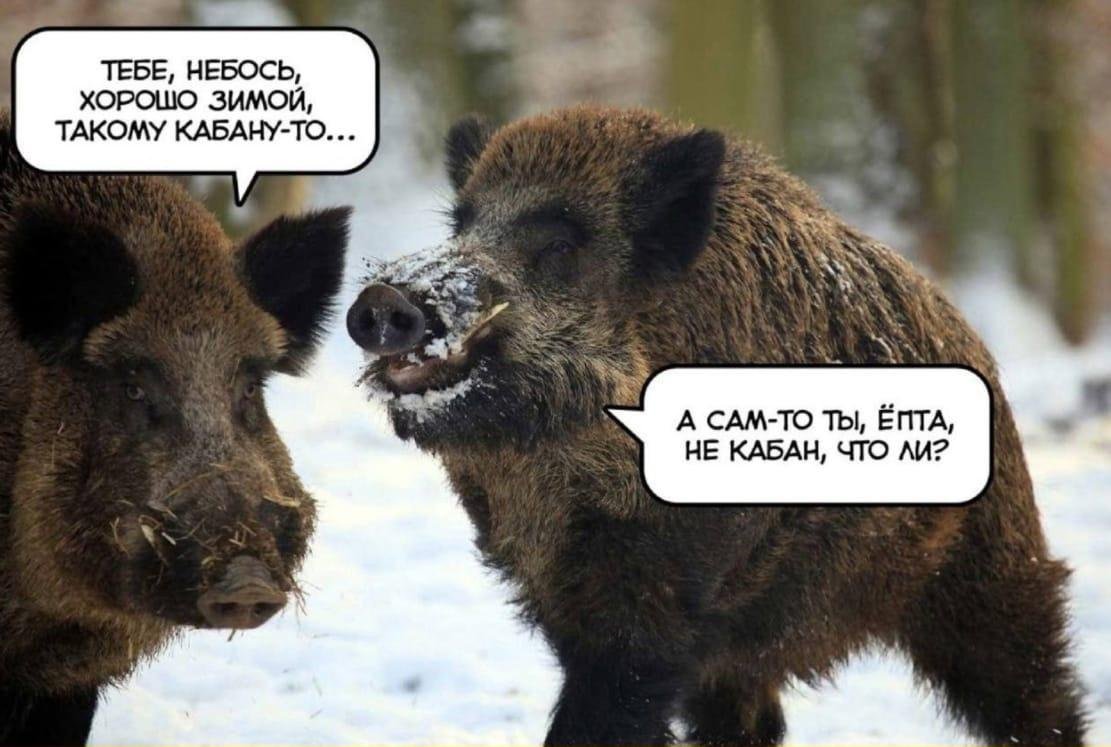 Кабан и добрый