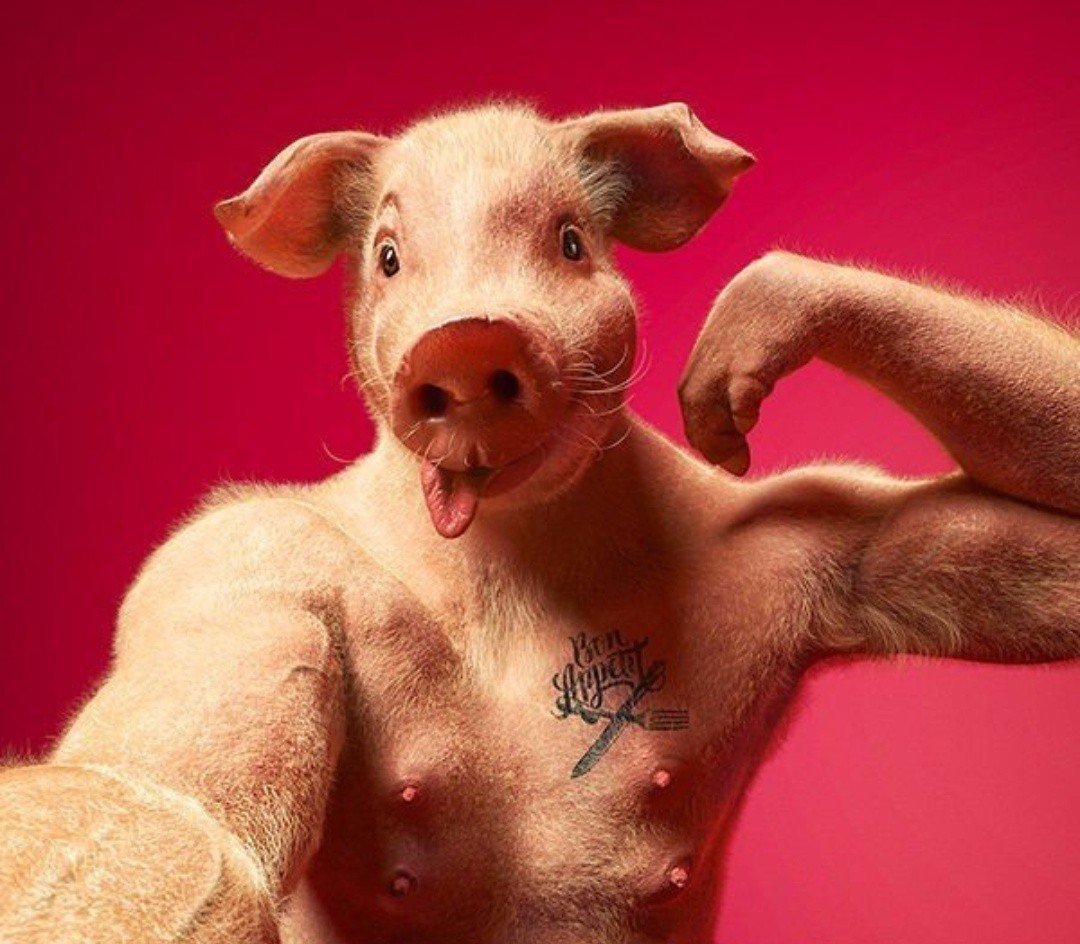 Свинья смеется