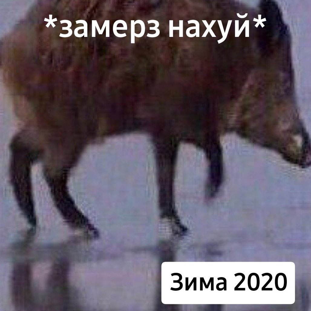 Поросенок в очках