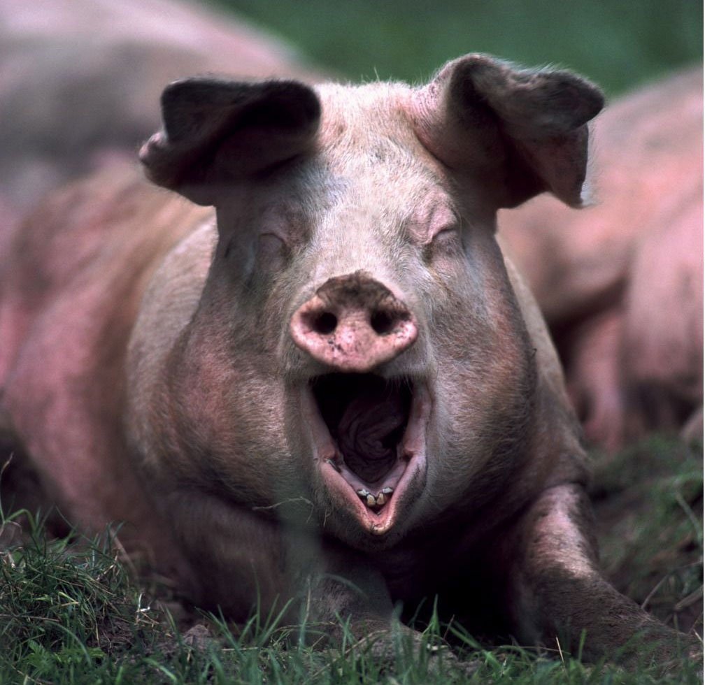 Мистер Пигги