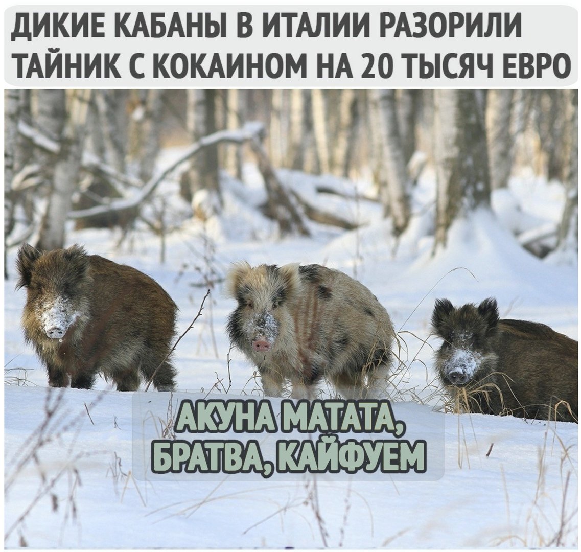 Клан кабана