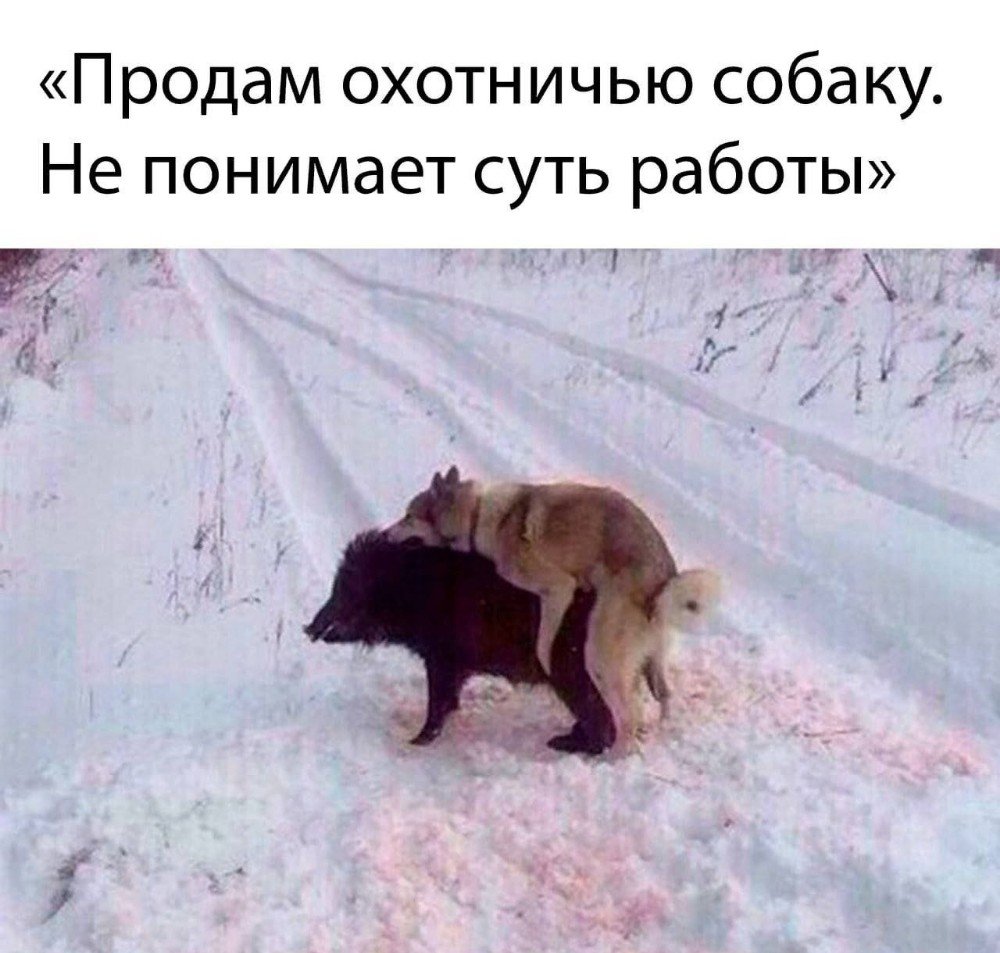 Кабанчик в очках