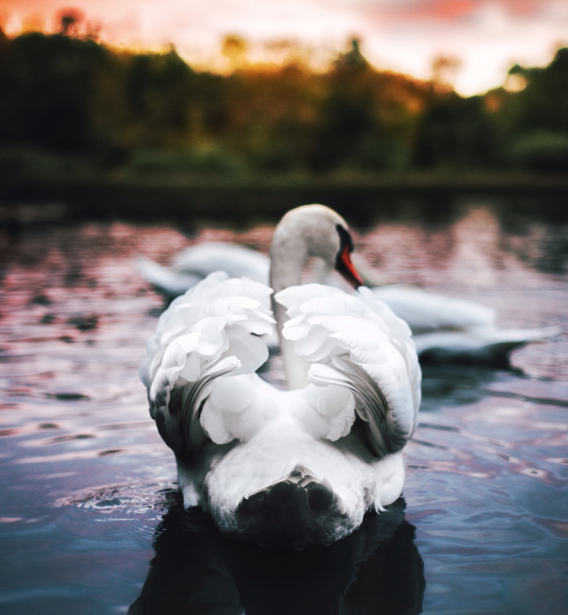 Попа лебедя