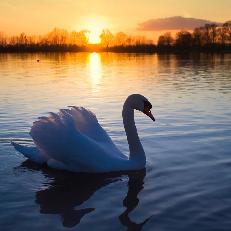 Виштынецкое озеро лебеди