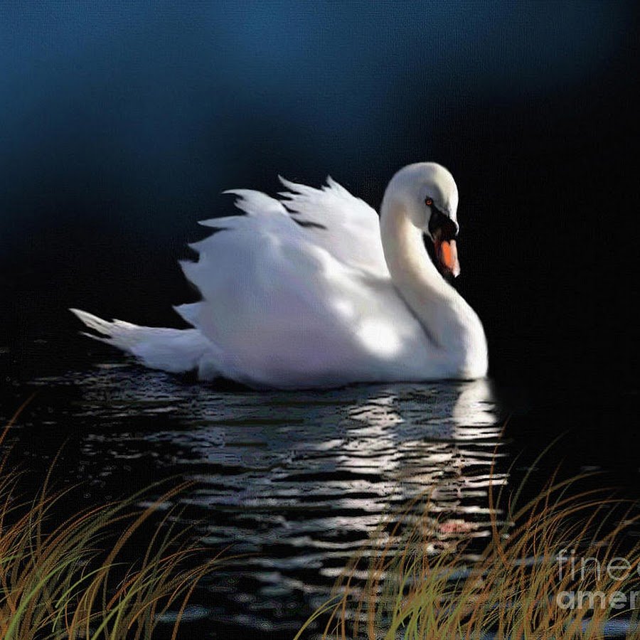Лебедь арт