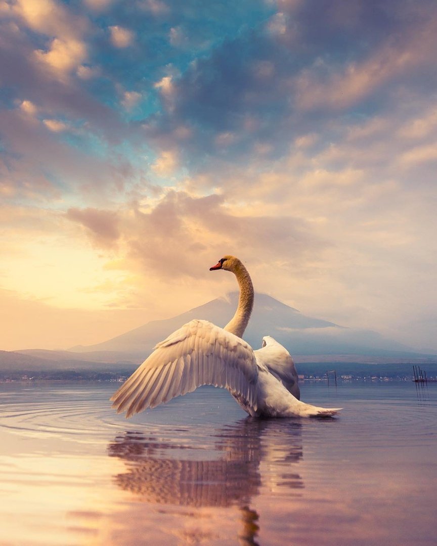 Белая птица парит над морем