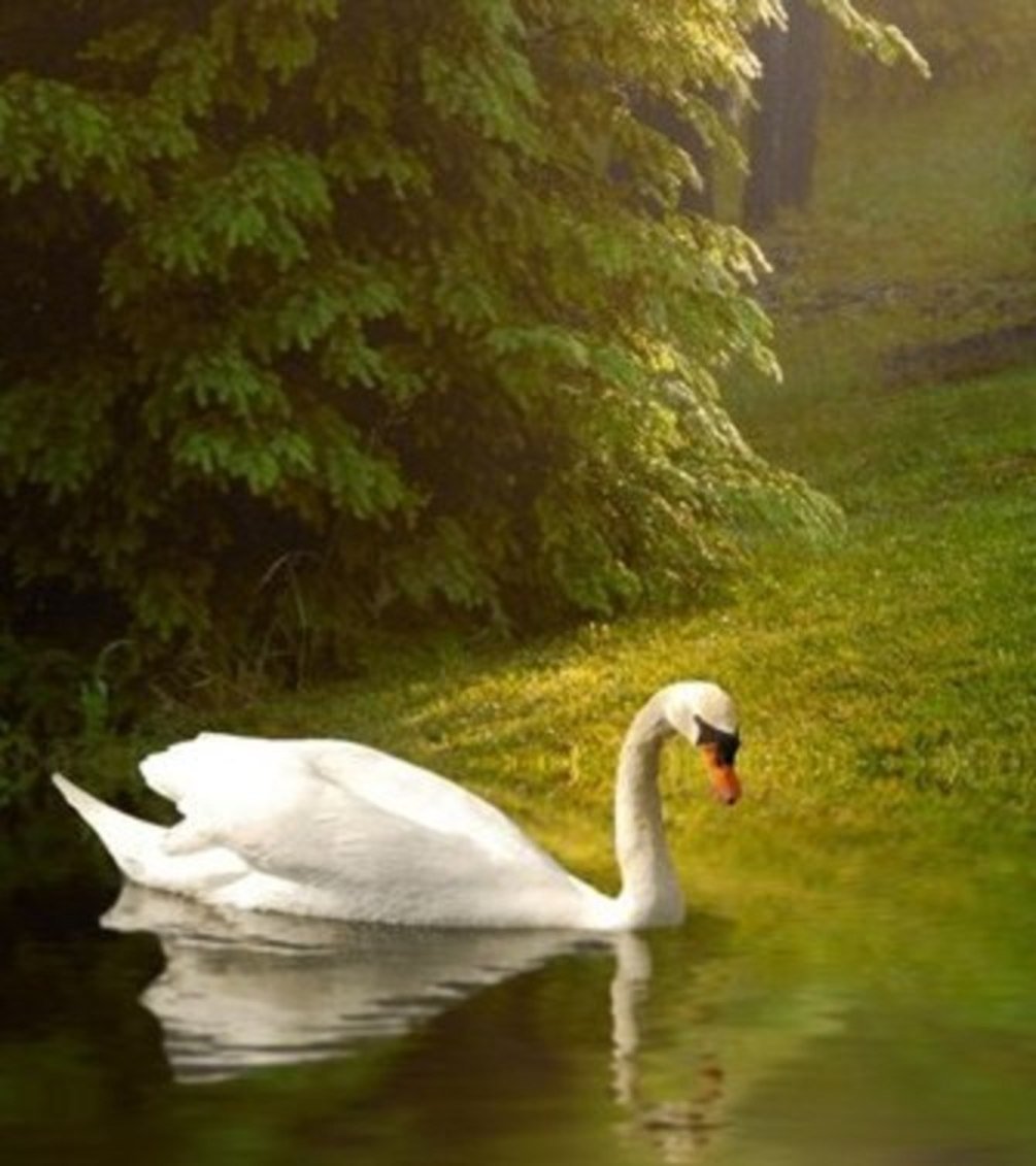 Одинокий лебедь