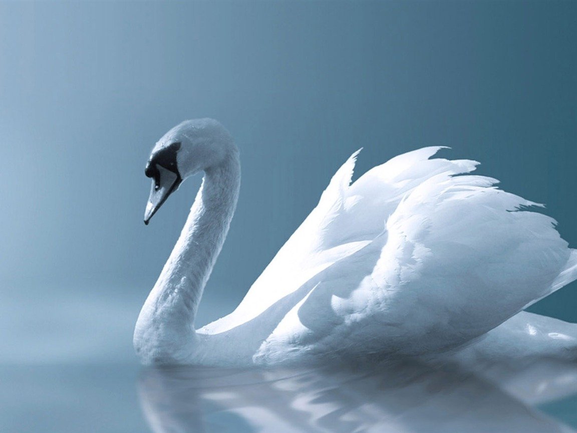 Одинокий лебедь грустит